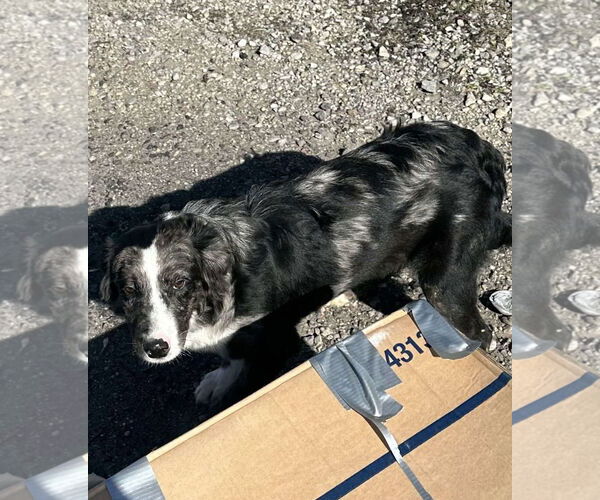 Medium Photo #4 Australian Shepherd-Unknown Mix Puppy For Sale in Westwood, NJ, USA