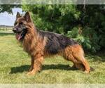 Small Photo #1 German Shepherd Dog Puppy For Sale in MILFORD, IN, USA