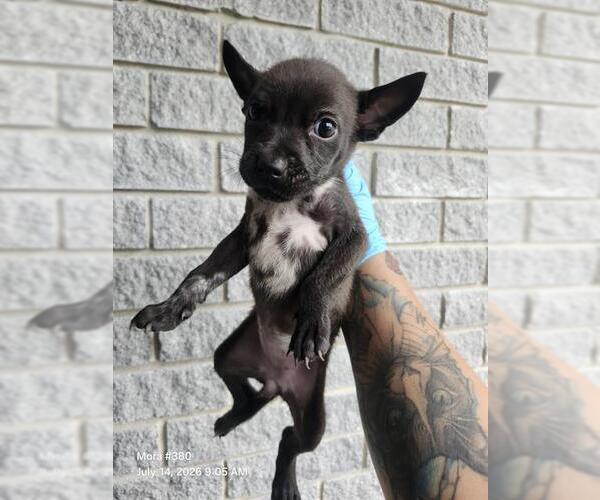 Medium Photo #1 American Staffordshire Terrier-Unknown Mix Puppy For Sale in San Antonio, TX, USA