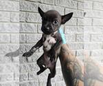 Small American Staffordshire Terrier Mix