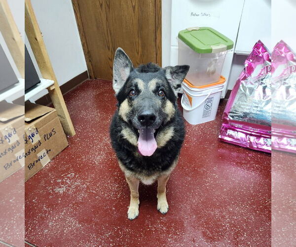 Medium Photo #11 German Shepherd Dog Puppy For Sale in Fargo, ND, USA