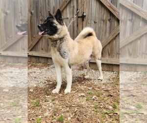 Mother of the Akita puppies born on 04/25/2026