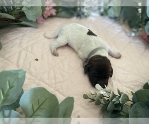 Medium German Shorthaired Pointer