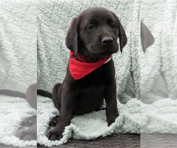 Medium Photo #3 Labrador Retriever Puppy For Sale in Grovertown, IN, USA