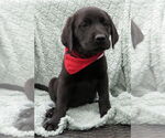 Small #2 Labrador Retriever