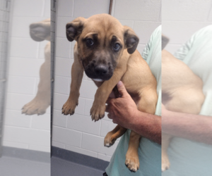 Mutt Dogs for adoption in Hilton Head, SC, USA