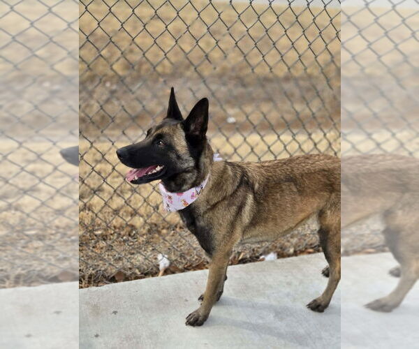 Medium Photo #2 Mutt Puppy For Sale in Imlay City, MI, USA