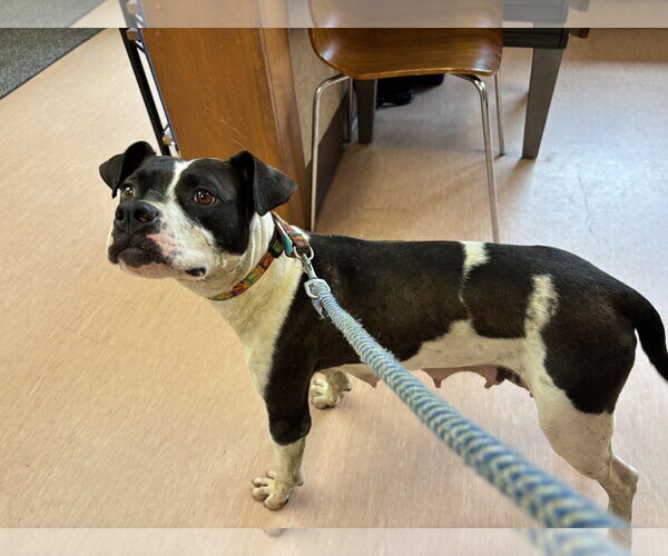 Medium Photo #5 Mutt Puppy For Sale in Rustburg, VA, USA