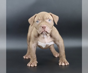 American Bully Puppy for sale in CHAMPAIGN, IL, USA