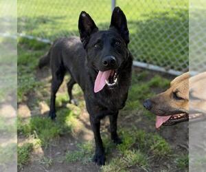 German Shepherd Dog-Unknown Mix Dogs for adoption in Modesto, CA, USA