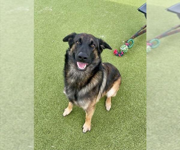 Medium Photo #2 German Shepherd Dog-Unknown Mix Puppy For Sale in Pasadena, TX, USA