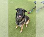 Small #1 German Shepherd Dog Mix