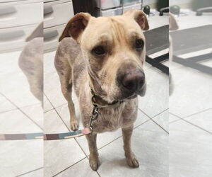 Labrador Retriever-Unknown Mix Dogs for adoption in Walnutport, PA, USA