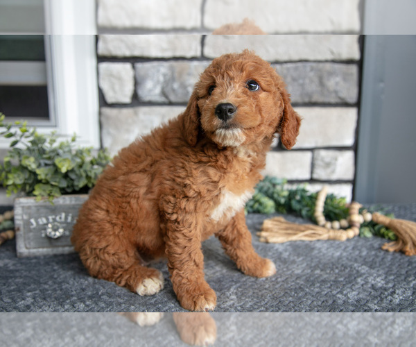 Medium Photo #3 Goldendoodle (Miniature) Puppy For Sale in HOLMESVILLE, OH, USA