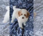 Small Photo #7 Goldendoodle (Miniature) Puppy For Sale in MILWAUKEE, WI, USA