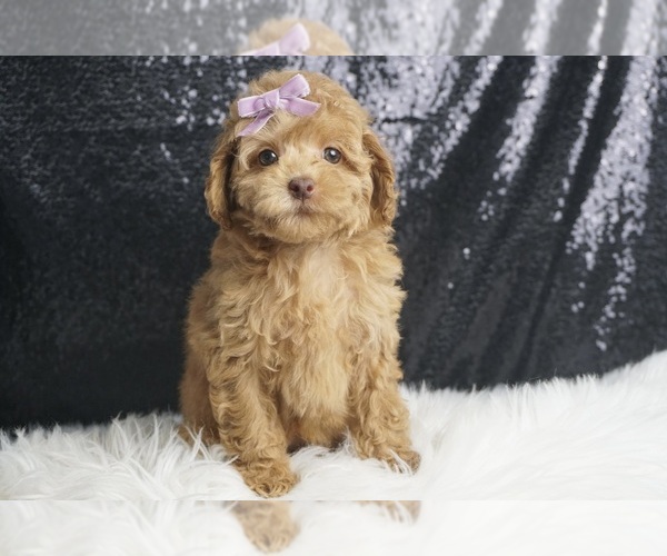 Medium Photo #4 Poodle (Toy) Puppy For Sale in WARSAW, IN, USA