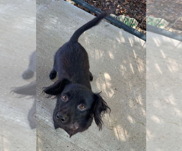 Medium Photo #2 Dachshund-Unknown Mix Puppy For Sale in Oak Bluffs, MA, USA
