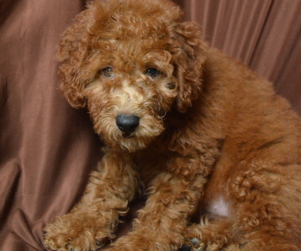 Medium Photo #1 Doodle Puppy For Sale in PATERSON, NJ, USA