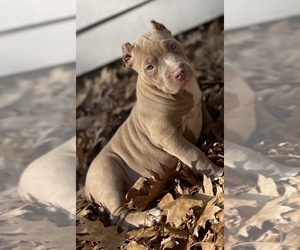 American Bully Puppy for Sale in WILLINGTON, Connecticut USA
