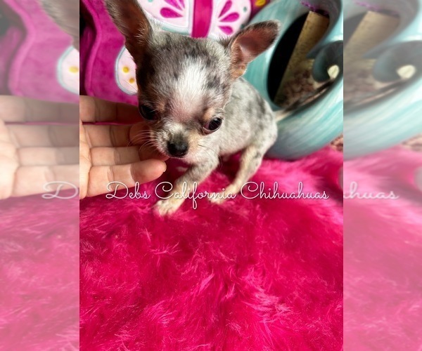Medium Photo #2 Chihuahua Puppy For Sale in TRACY, CA, USA