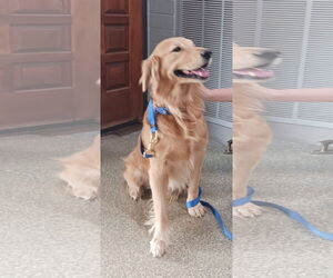 Golden Retriever Dogs for adoption in Glendale , AZ, USA