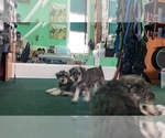 Small Photo #53 Schnauzer (Miniature) Puppy For Sale in CAMBRIDGE, MA, USA