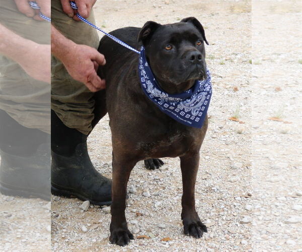 Medium Photo #3 Mutt Puppy For Sale in Bandera, TX, USA