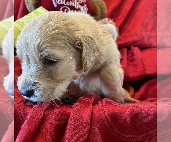 Medium Photo #8 Golden Retriever Puppy For Sale in RADCLIFF, KY, USA