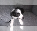 Small Photo #25 Border Collie Puppy For Sale in AIKEN, SC, USA