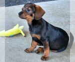 Small #3 Chiweenie