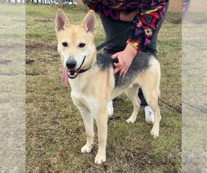 Siberian Husky-Unknown Mix Dogs for adoption in Perth Amboy, NJ, USA