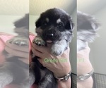 Puppy Puppy 8 Green German Shepherd Dog