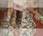 Small Photo #12 Olde English Bulldogge Puppy For Sale in ELK MOUND, WI, USA