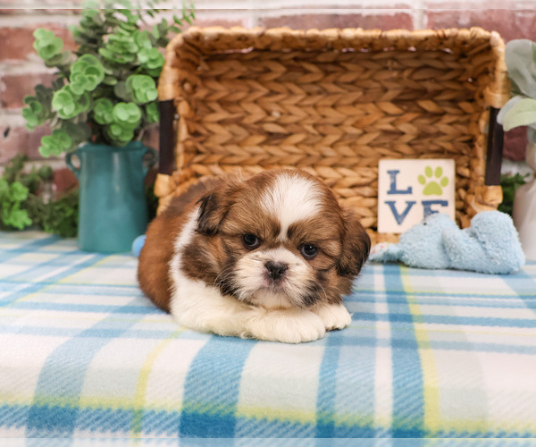 Medium Photo #2 Shih Tzu Puppy For Sale in SYRACUSE, IN, USA