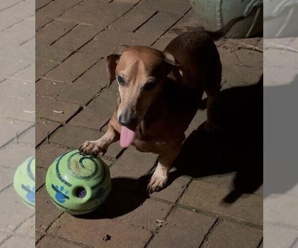 Medium Photo #4 Dachshund Puppy For Sale in Fruitland, SC, USA