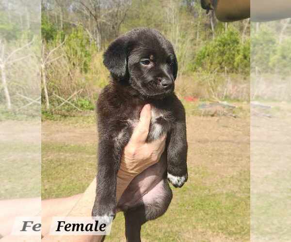 Medium Photo #1 Labrador Retriever-Unknown Mix Puppy For Sale in Royal Palm Beach, FL, USA