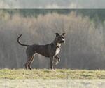 Small #9 Mutt