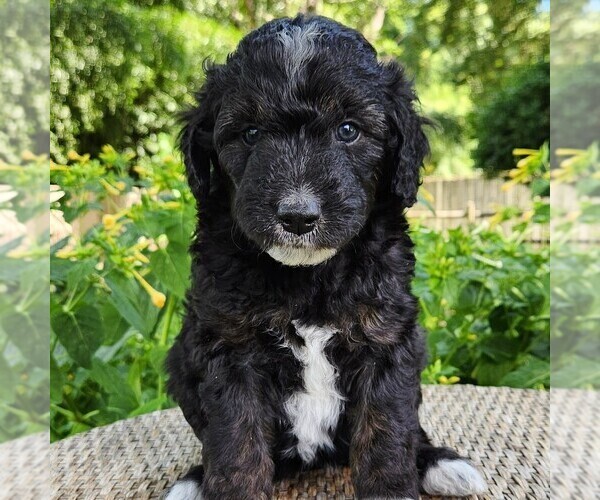 Medium Photo #2 F2 Aussiedoodle Puppy For Sale in COLUMBIA, TN, USA