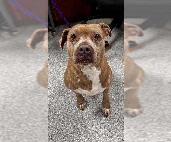 Medium Photo #1 American Pit Bull Terrier Puppy For Sale in Pasadena, TX, USA