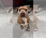 Small American Pit Bull Terrier