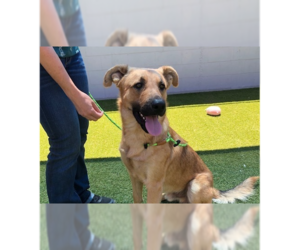 German Shepherd Dog Dogs for adoption in Cupertino, CA, USA