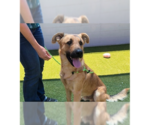 Small German Shepherd Dog