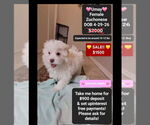 Small Havanese-Zuchon Mix