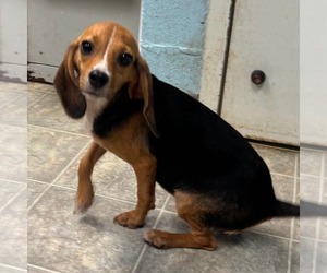 Beagle-Unknown Mix Dogs for adoption in Rustburg, VA, USA