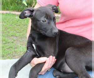 Labrador Retriever-Unknown Mix Dogs for adoption in Prattville, AL, USA