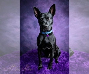 Dante - Male American Pit Bull Terrier-German Shepherd Dog Mix Dog for Adoption - Photo #3