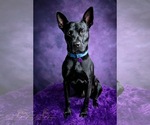 Small Photo #3 American Pit Bull Terrier-German Shepherd Dog Mix Puppy For Sale in Munford, TN, USA