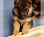 Small #17 German Shepherd Dog