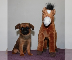 Brussels Griffon Puppy for sale in BROOKLYN, NY, USA