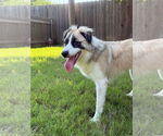 Small #12 Anatolian Shepherd